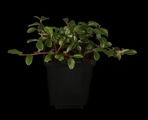 Cotoneaster radicans 'Rami'