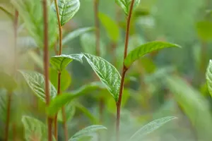 Cotoneaster wat. 'Cornubia'