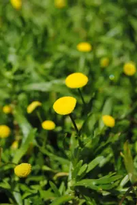 Cotula coronopifolia