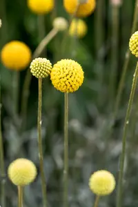 CRASPEDIA GLOBOSA GOLF BEAUTY 12CM - image 1