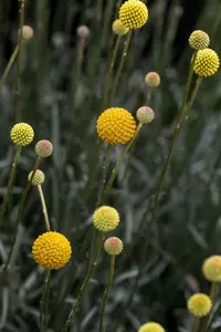 CRASPEDIA GLOBOSA GOLF BEAUTY 12CM - image 2
