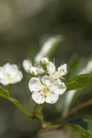 Crataegus crus-galli - 60-80 CM C1.5 WHIP - image 2