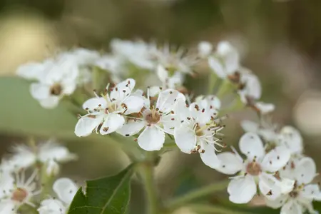 Crataegus crus-galli - 60-80 CM C1.5 WHIP - image 1