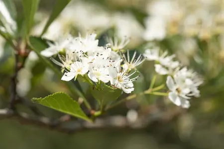 Crataegus crus-galli - 60-80 CM C1.5 WHIP - image 3
