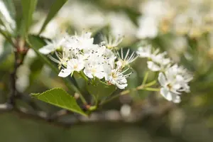 Crataegus crus-galli - 60-80 CM C1.5 WHIP - image 3