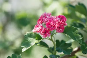 Crataegus laev. 'Paul's Scarlet' - 50 CM STEM C6.5 - image 3