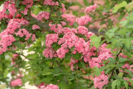 Crataegus laev. 'Paul's Scarlet' - 10 Ltr pot - image 4