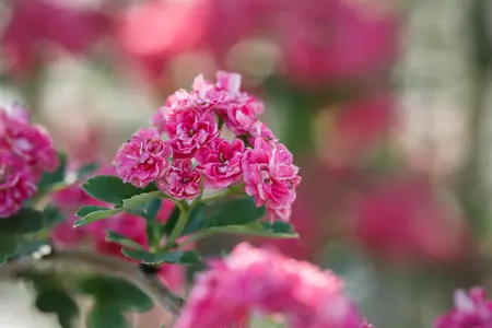 Crataegus laev. 'Paul's Scarlet' - 4 Ltr pot - image 2