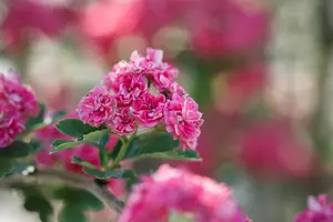Crataegus laev. 'Paul's Scarlet' - STD 16-18 CM CONT    - image 1