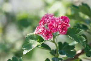 Crataegus laev. 'Paul's Scarlet' - STD 16-18 CM CONT    - image 2