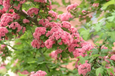 Crataegus laev. 'Paul's Scarlet' - STD 16-18 CM CONT    - image 4