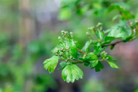 Crataegus laev. 'Paul's Scarlet' - STD 16-18 CM CONT    - image 5
