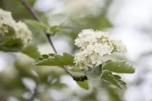 Crataegus laevigata - 80-100 CM C10 - image 2