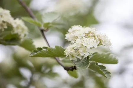Crataegus laevigata - STD 8-10 CM CONT     - image 2