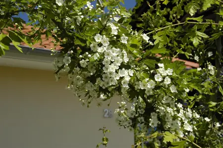 Crataegus laevigata - 80-100 CM C10 - image 3