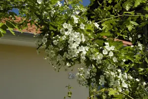 Crataegus laevigata - 100-125 CM C10 - image 3