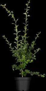 Crataegus laevigata