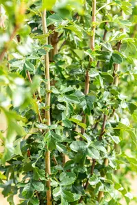 CRATAEGUS mon STRICTA 12L - image 3