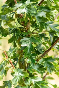 CRATAEGUS mon STRICTA 12L - image 4