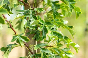 CRATAEGUS mon STRICTA 12L - image 5