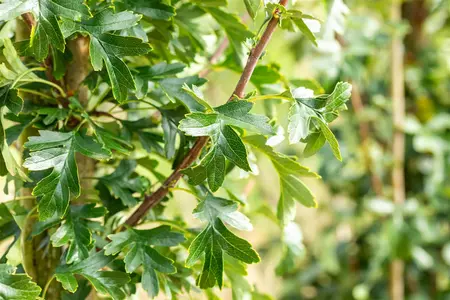 CRATAEGUS mon STRICTA 12L - image 2