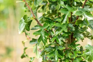 CRATAEGUS mon STRICTA 12L - image 5