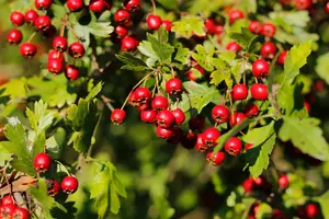 Crataegus monogyna - 30-40 CM C2 - image 5