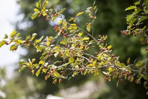 Crataegus monogyna - 125-150 CM C5 - image 2