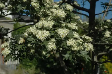 Crataegus monogyna - 40-60 CM C2 - image 4