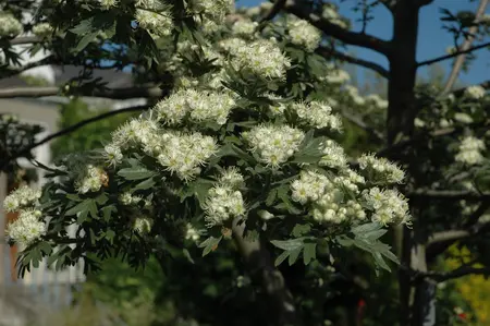 Crataegus monogyna - 125-150 CM C5 - image 4