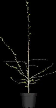 Crataegus monogyna - 40-60 CM C2 - image 1
