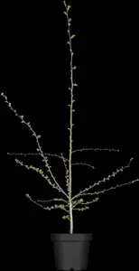 Crataegus monogyna - 100-125 CM C10 - image 1