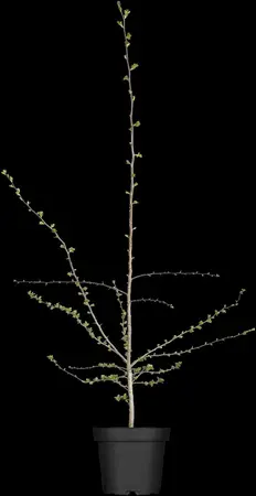 Crataegus monogyna - 30-40 CM C2 - image 1