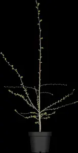 Crataegus monogyna