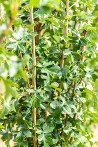 Crataegus monogyna 'Stricta' - STDS 14-16 CM RB - image 3