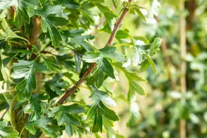 Crataegus monogyna 'Stricta' - STDS 6-8 CM C15 - image 2