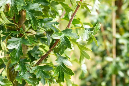 Crataegus monogyna 'Stricta' - STD 10-12 CM CONT    - image 2
