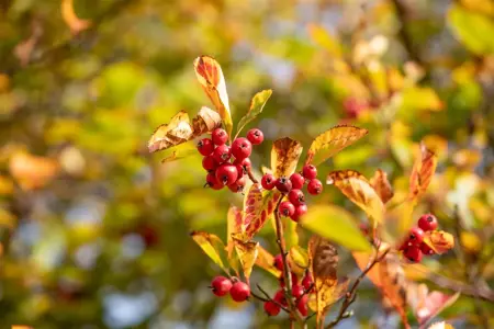 Crataegus persimilis - 200-250 CM C110 - image 1