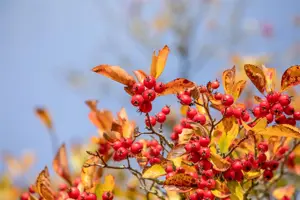 Crataegus persimilis - 200-250 CM C110 - image 2