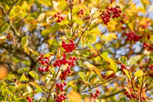 Crataegus persimilis - 200-250 CM C110 - image 3