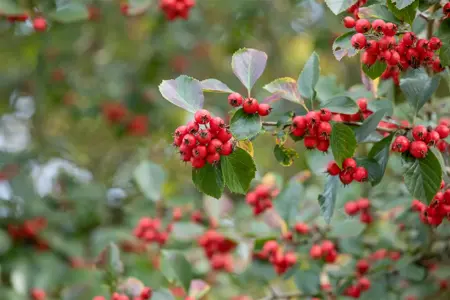 Crataegus persimilis - 200-250 CM C110 - image 4