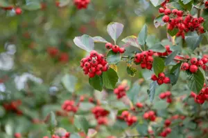 Crataegus persimilis - 200-250 CM C110 - image 4