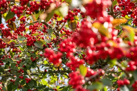Crataegus persimilis - 60-90 CM - image 5
