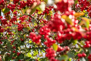 Crataegus persimilis - 60-90 CM - image 5