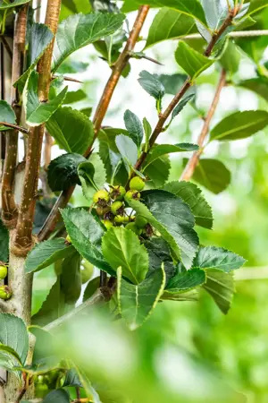 Crataegus persimilis 'Splendens' - 200-250 CM FTH WHIP C5 - image 4