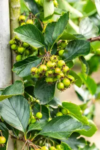 Crataegus persimilis 'Splendens' - P9 - image 4