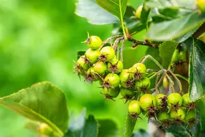 Crataegus persimilis 'Splendens' - P9 - image 2