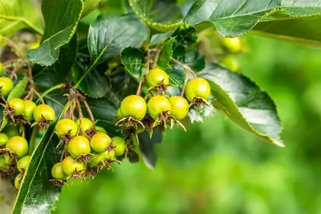 Crataegus persimilis 'Splendens' - P9 - image 3