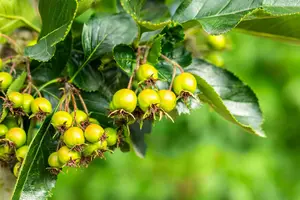 Crataegus persimilis 'Splendens' - P9 - image 3