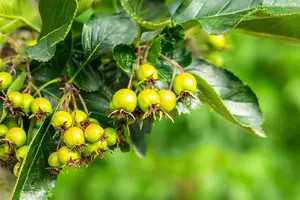 Crataegus persimilis 'Splendens' - MULTISTEM 200-250 CM RB - image 3